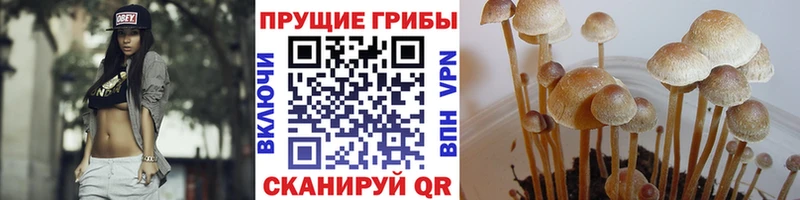 Псилоцибиновые грибы Cubensis  Ардатов 